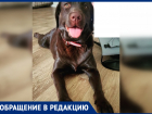 В центре Ростова неизвестный украл собаку