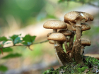 Шесть человек отравились грибами в Ростовской области