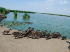 В Веселовское водохранилище выпустили 250 уток в Ростовской области