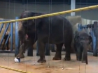 Уморительное обучение семилетней слонихи игре в футбол в зоопарке Ростова попало на видео