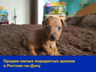Хозяев для рыжих щенков цвергпинчера ищут в Ростове