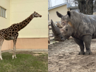 В зоопарке Ростова на первую прогулку после затянувшейся непогоды вышли в уличный вольер носорог и жираф