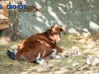 В Кашарском районе Ростовской области ввели карантин из-за бешенства у скота 