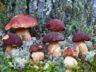 На Дону ряд съедобных грибов уберут из Красной книги Ростовской области в 2024 году