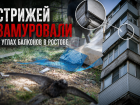 Строители замуровали живых стрижей в углах балконов в Ростове