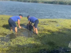 В Ростовской области рыбаки обнаружили двух утопленников