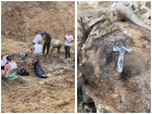 В Сальске поисковики откопали останки 20 детей с разбитыми черепами