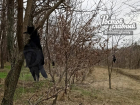 Жителей Ростова напугали висящие на деревьях у Цыганского озера мертвые птицы