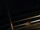 Забавная вечерняя пробежка бродячего енота по парковке торгового центра Ростова попала на видео