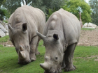 30-летний и 5-летний носороги из Израиля получили постоянную ростовскую прописку