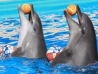 У ростовчанки в сочинском дельфинарии «галантный» парень украл 17 тысяч рублей 