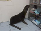 Морского котика Василису спасли ростовские ветеринары