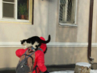 Оседлавший девочку кот на заснеженной улице Ростова рассмешил горожан