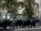 В День города по улицам Ростова прогулялись слоны