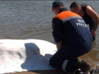 В Ростове обнаружили труп неизвестного мужчины в реке 