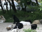 Агрессивная стая собак держит в страхе местных жителей в Ростове