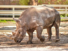 Очаровательный носорог Теркель подставил бочок теплому южному солнцу в Ростове