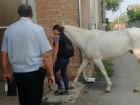 Ростовчанке грозит уголовный срок за истощенных лошадей