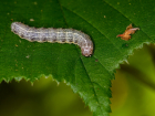 Россельхозцентр предупредил о нашествии опасных гусениц-вредителей в Ростовской области 