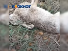 Минприроды наказало виновных в массовой гибели животных в Ростовской области