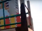 Омерзительно жужжащий рой пчел разогнал малышей с детской площадки Ростова на видео