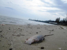 В Таганроге причиной появления на побережье мертвой рыбы стала операция «Путина»