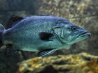В Таганрогском заливе ожидается массовая гибель рыбы из-за жаркого лета