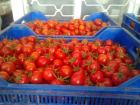 Под Ростовом уничтожили почти 8 тонн турецких томатов, зараженных вирусом