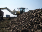 Рекордный урожай сахарной свеклы и картофеля собрали аграрии Ростовской области 