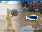 Ростовчан шокировал маленький бассейн для белого медведя Айки в зоопарке Алматы