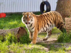 Тигренка Жигера решили оставить в ростовском зоопарке