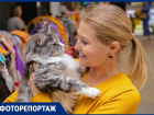 В Ростове организовали международную выставку кошек для желающих завести питомца