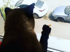 Влюбленный ростовский кот необычным способом позвал свою Катю через стекло на видео