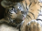 Милого бенгальского тигренка продал житель Ростова за 400 тысяч рублей