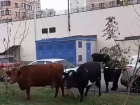 В Ростове стадо коров заметили на лужайке у многоэтажного дома