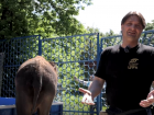 Дрессировщик Эдгард Запашный показал, как живет воспитанница ростовского зоопарка слониха Эколь