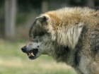 На севере Ростовской области увеличенная популяция волков и шакалов представляет опасность