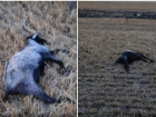 В Ростовской области за неделю произошел второй массовый падеж скота 