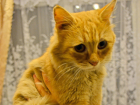 Кот, спасенный из вентиляционной шахты в Ростове, переедет жить в Азов