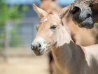 У лошадей Пржевальского в Ростове появился на свет детеныш