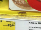 Усатый рыжий таракан «проверял на свежесть» товары со скидками в «Пятерочке» Ростова