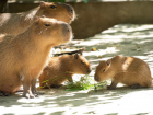 В зоопарке Ростова родились малыши у семейства капибар
