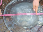 Ростовские ученые придумали, как с пользой использовать расплодившихся медуз