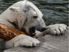 Жуткие изменения произошли с белой медведицей в ростовском зоопарке