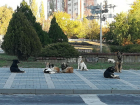 Захватившие тротуар бродячие собаки бросаются на велосипедистов и автомобили в СЖМ Ростова