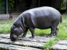 Уникальному бегемоту из США удалось пережить своих сородичей в Ростове