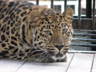 Самка леопарда Эльфа из Ростова осваивается в Хабаровске