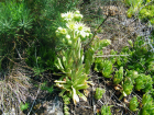 В Ростовской области можно встретить редкое растение с медовым запахом