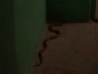 Владелец сбежавшего в Ростове гигантского змея ищет пропажу уже неделю