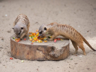 В Ростовском зоопарке возобновились показательные кормления животных